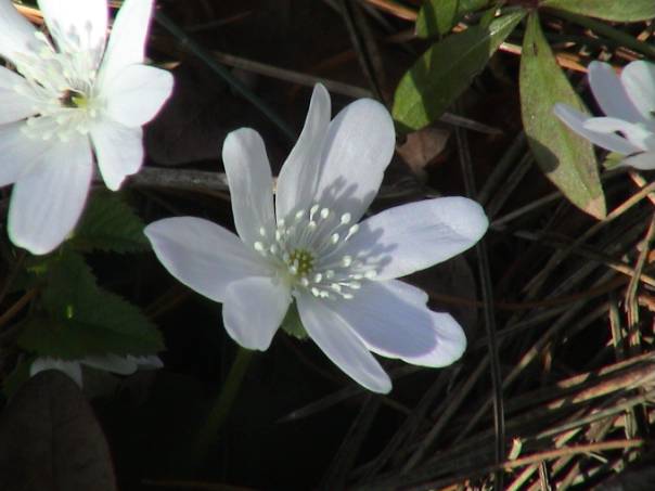image030