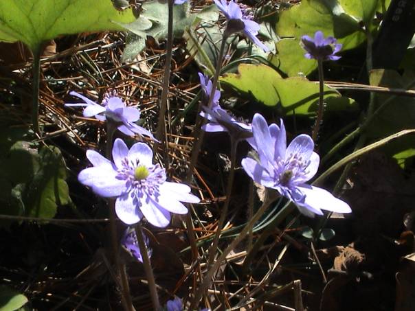 image036