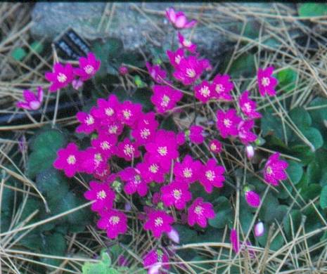 image008