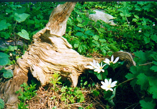 image009