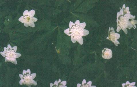 image016