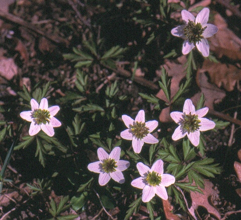 woodlspring anemone
