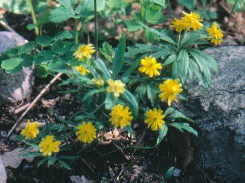 image017