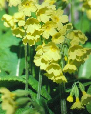 image002