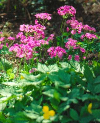 image006
