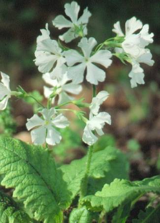 image008