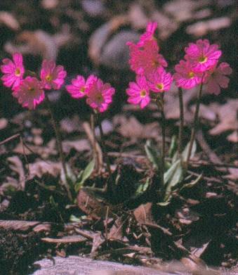 image012