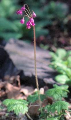 image021