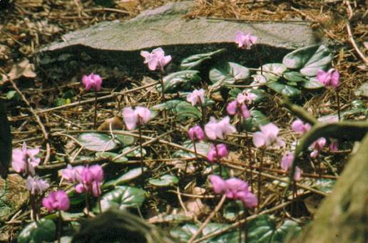 image011