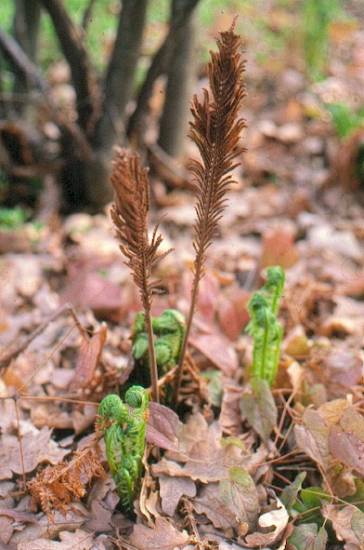 image007