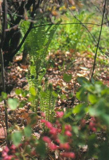 image009