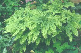 image010