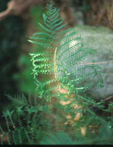 image016