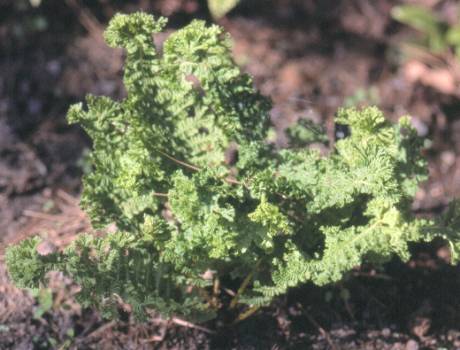 image018