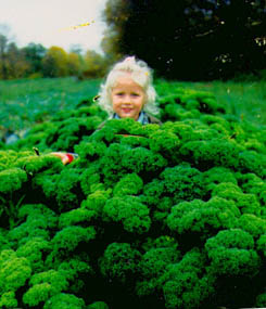 Garden Barn gr�nk�l 50%
